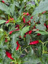 팜모닝 기타작물·영농일지 게시글 이미지