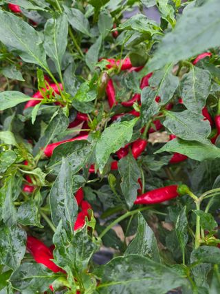 정조연님의 기타작물 · 영농일지 작성글 사진