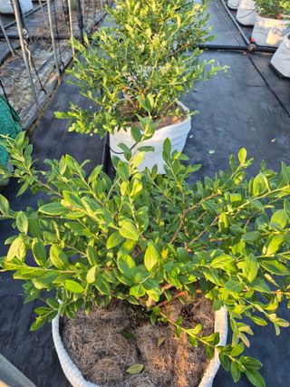 박영희님의 블루베리 · 영농일지 작성글 사진