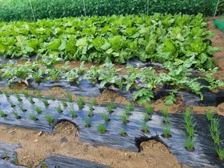 권병☆님의 배추 · 영농일지 작성글 사진