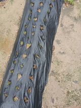 팜모닝 파·영농일지 게시글 이미지