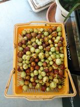 팜모닝 기타작물·영농일지 게시글 이미지