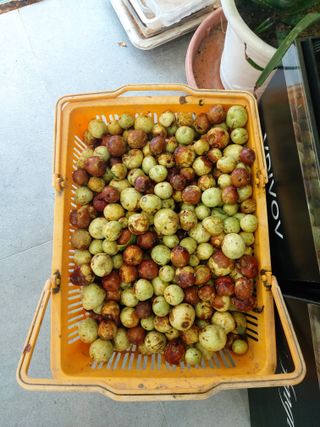 김기숙님의 기타작물 · 영농일지 작성글 사진