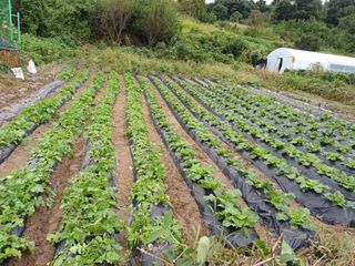 김진현님의 배추 · 영농일지 작성글 사진