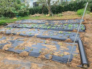 왜목 김진규님의 배추 · 영농일지 작성글 사진