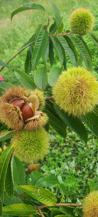 정응화님의 기타작물 · 영농일지 작성글 사진