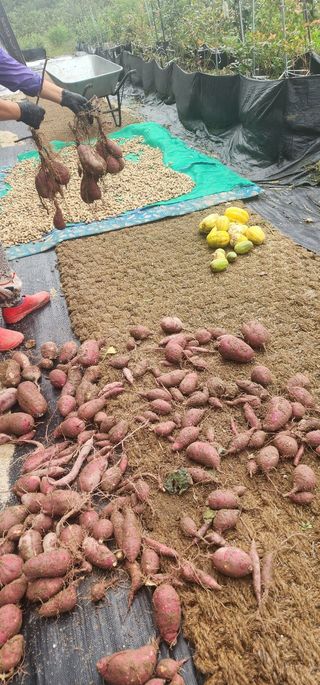 체리농원님의 기타작물 · 영농일지 작성글 사진