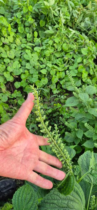 김무진님의 기타작물 · 영농일지 작성글 사진