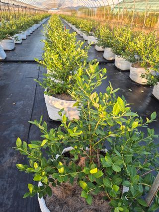 박영희님의 블루베리 · 영농일지 작성글 사진