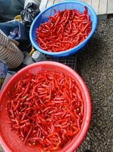 팜모닝 고추·영농일지 게시글 이미지