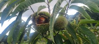 정응화님의 기타작물 · 영농일지 작성글 사진