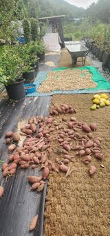 팜모닝 기타작물·영농일지 게시글 이미지