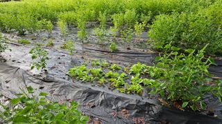 이지은님의 들깨 · 영농일지 작성글 사진