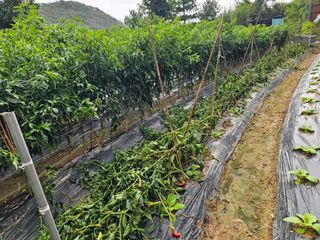 연모 자연의행복님의 기타작물 · 영농일지 작성글 사진