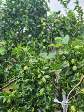 내 사랑색소폰님의 기타작물 · 영농일지 작성글 사진