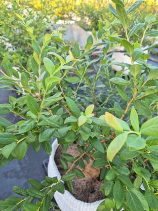 박영희님의 블루베리 · 영농일지 작성글 사진