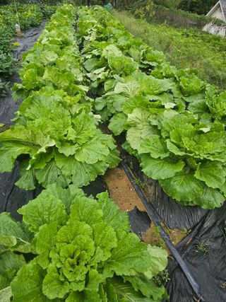 이명희님의 기타작물 · 영농일지 작성글 사진