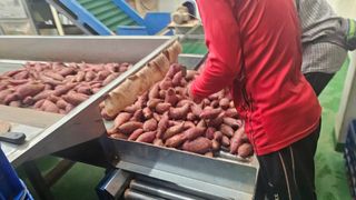 햇살처럼영농조합님의 고구마 · 영농일지 작성글 사진