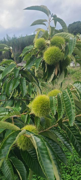 정응화님의 기타작물 · 영농일지 작성글 사진