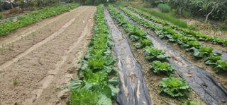 체리농원님의 기타작물 · 영농일지 작성글 사진