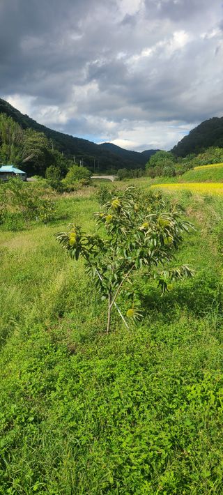 정응화님의 기타작물 · 영농일지 작성글 사진