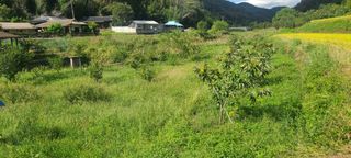 정응화님의 기타작물 · 영농일지 작성글 사진