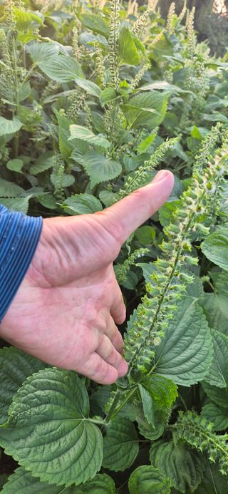 김무진님의 기타작물 · 영농일지 작성글 사진