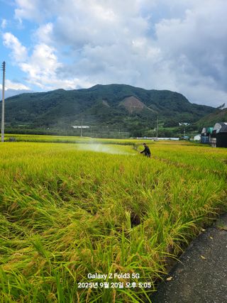 정승준님의 벼 · 영농일지 작성글 사진