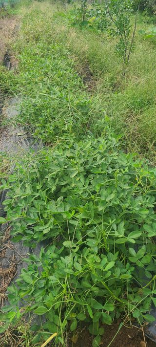 정응화님의 기타작물 · 영농일지 작성글 사진