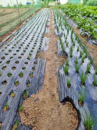 권병☆님의 배추 · 영농일지 작성글 사진