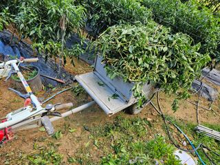 연모 자연의행복님의 기타작물 · 영농일지 작성글 사진