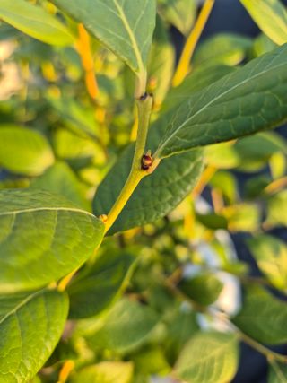 박영희님의 블루베리 · 영농일지 작성글 사진