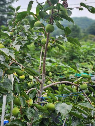 내 사랑색소폰님의 기타작물 · 영농일지 작성글 사진