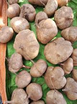 팜모닝 감자·영농일지 게시글 이미지