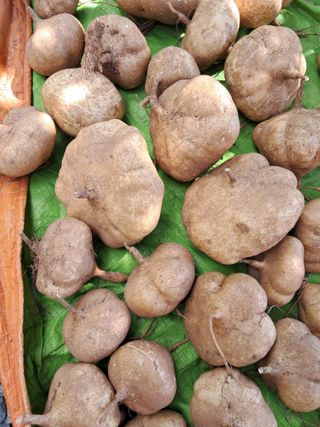 윤형곤님의 감자 · 영농일지 작성글 사진