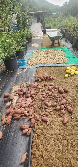 체리농원님의 기타작물 · 영농일지 작성글 사진