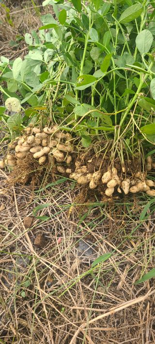 정응화님의 기타작물 · 영농일지 작성글 사진