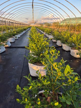 박영희님의 블루베리 · 영농일지 작성글 사진