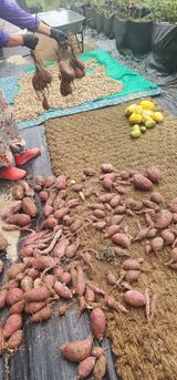 팜모닝 기타작물·영농일지 게시글 이미지