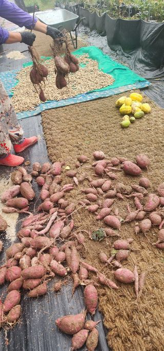 체리농원님의 기타작물 · 영농일지 작성글 사진