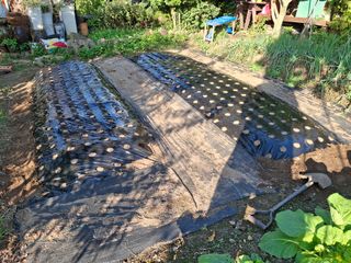 헤이쥬회원님의 마늘 · 영농일지 작성글 사진