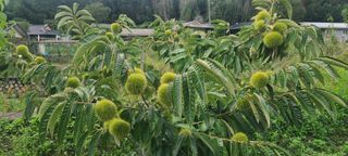 정응화님의 기타작물 · 영농일지 작성글 사진