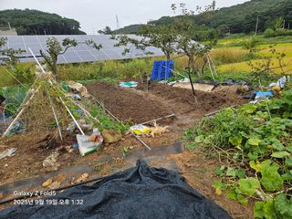 왜목 김진규님의 마늘 · 영농일지 작성글 사진