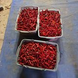 팜모닝 기타작물·영농일지 게시글 이미지