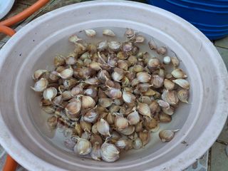 헤이쥬회원님의 마늘 · 영농일지 작성글 사진