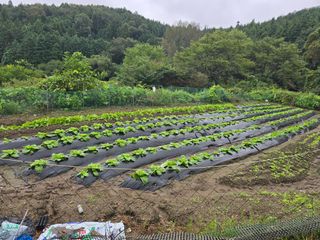 김대기님의 기타작물 · 영농일지 작성글 사진