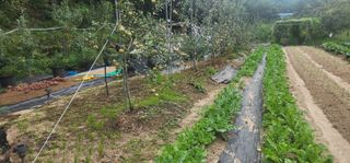 체리농원님의 기타작물 · 영농일지 작성글 사진