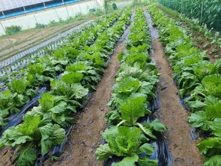 권병☆님의 배추 · 영농일지 작성글 사진