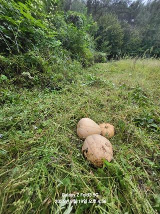 정승준님의 벼 · 영농일지 작성글 사진