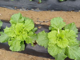 김진현님의 배추 · 영농일지 작성글 사진